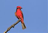 Vermilion Flycatcher